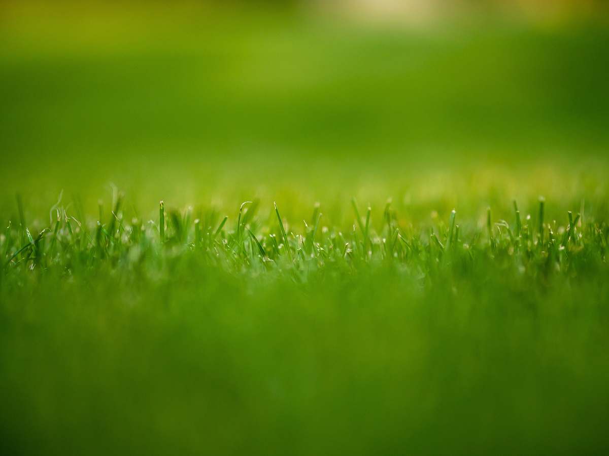 green grreen grasses grass