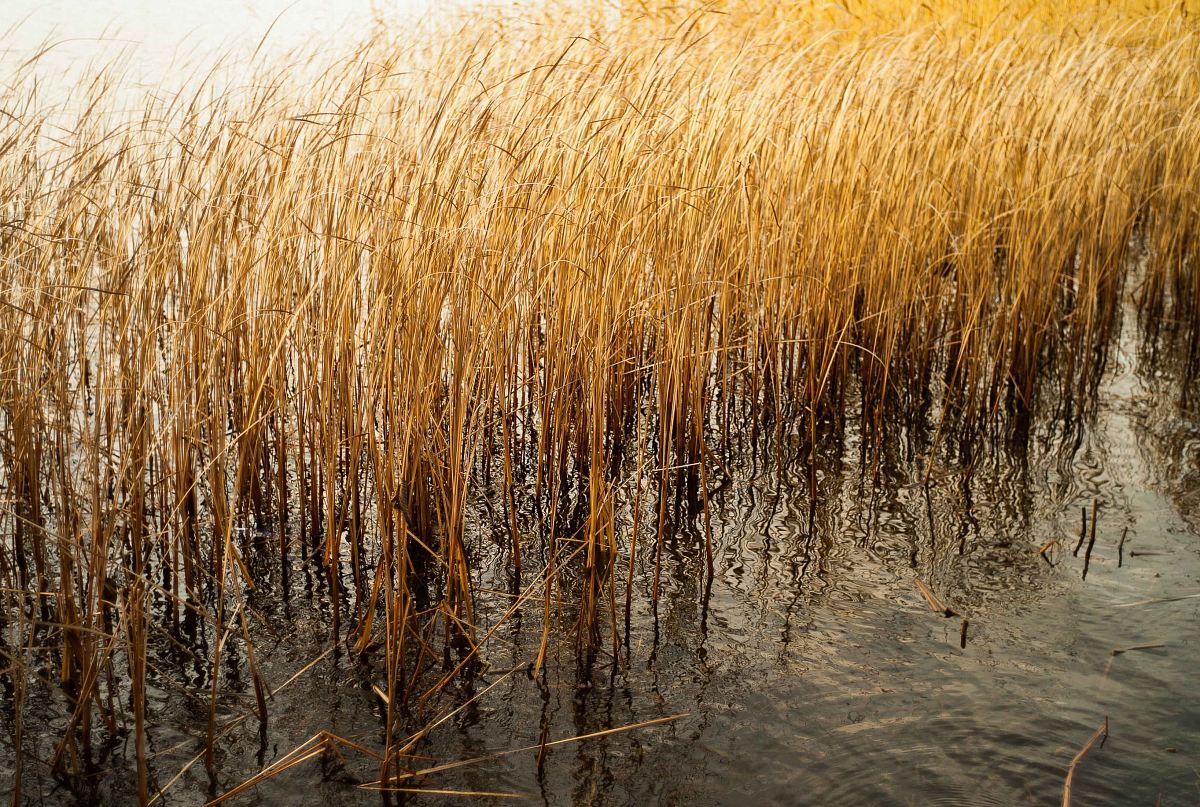 brown plant on body of water