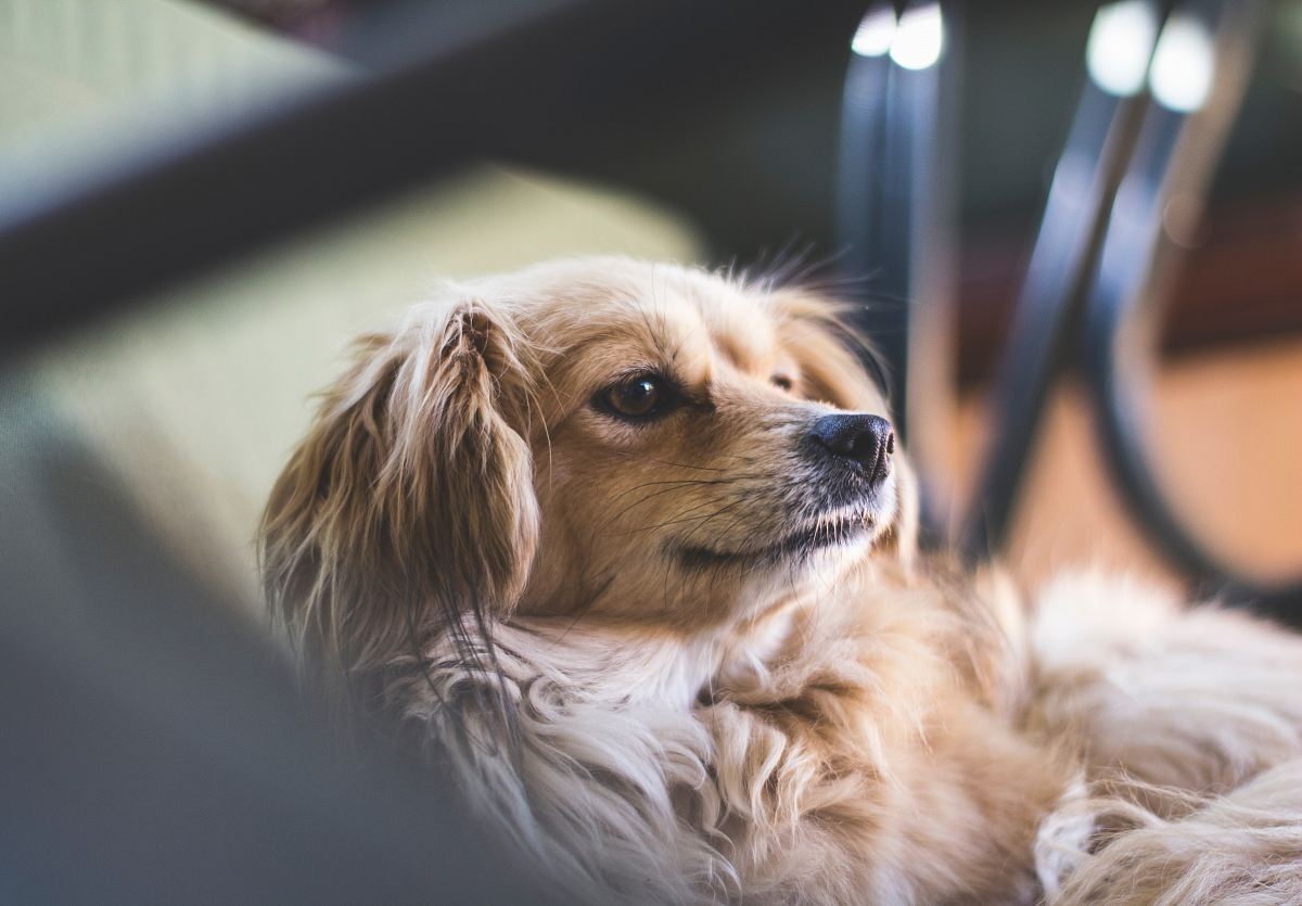 close-up photograph of brown and white adult King Charles cavalier spaniel