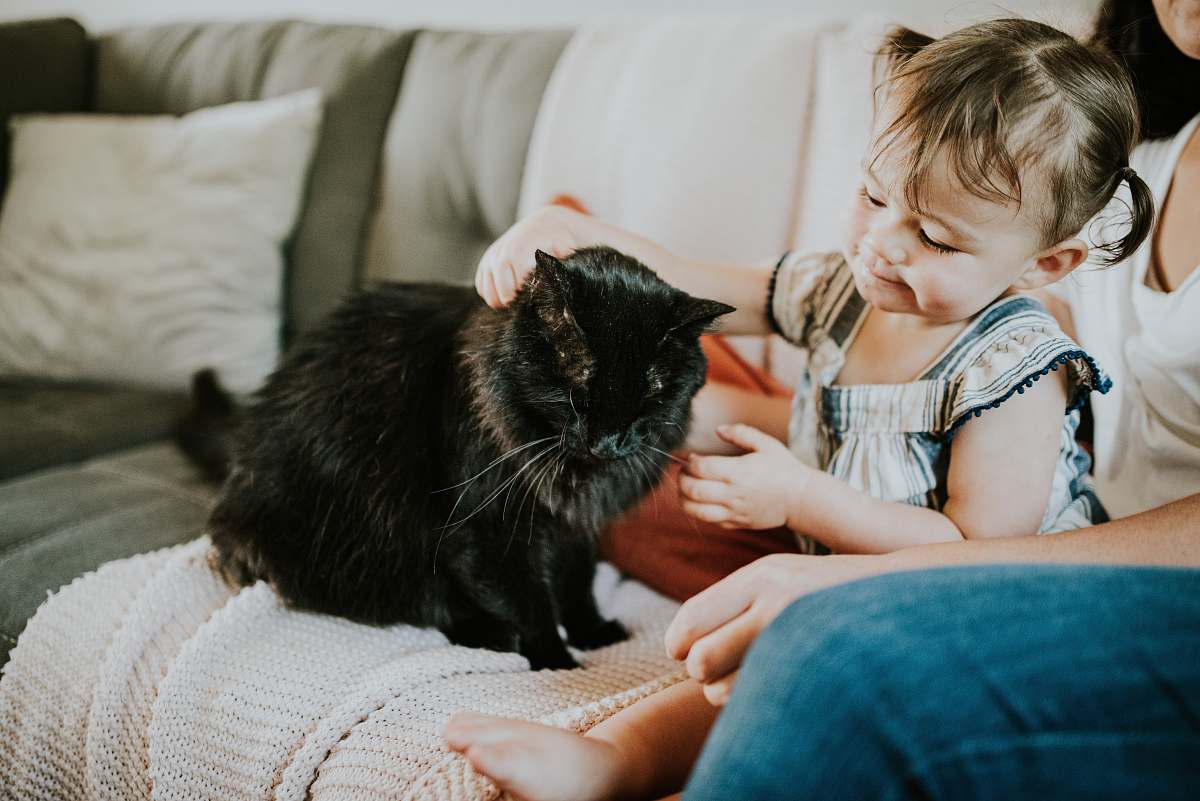 furniture  cat