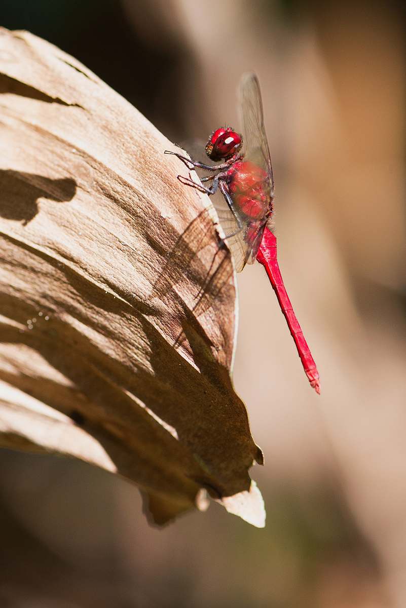 insect red dragonfly on leaf dragonfly