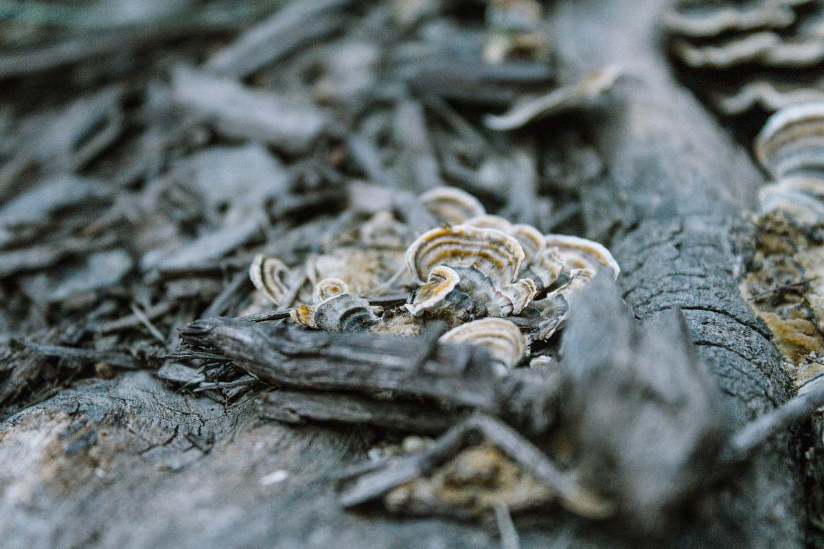 fungi white algae on dead tree trunk grey