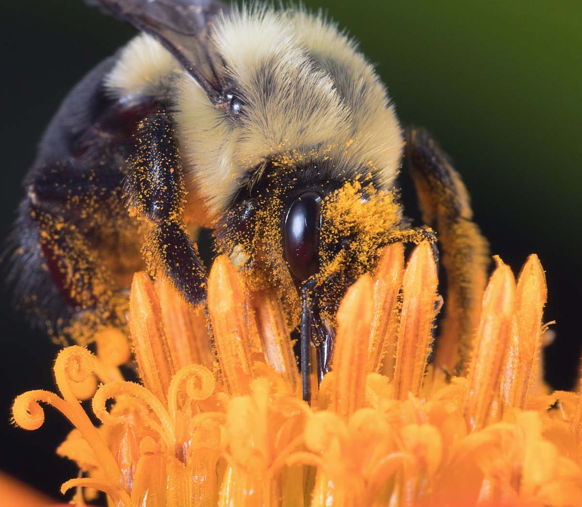 insect yellow carpenter bee perched on orange flower bee