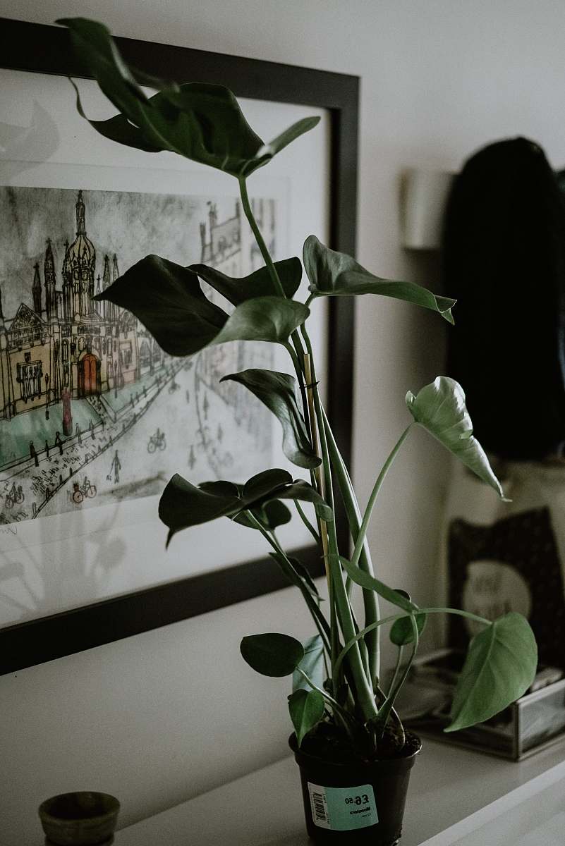 plant green leafed plant near painting blossom