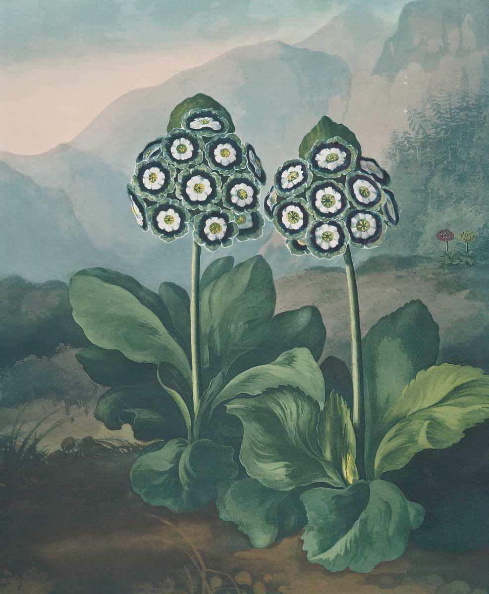 painting white and green petaled flower painting plant