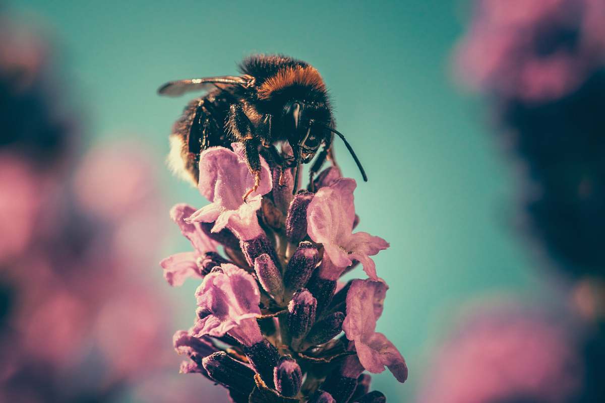 pollen brown bee on purple flower in bokeh photography flora