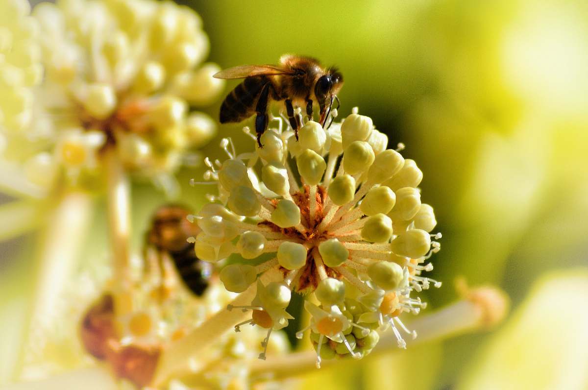 bee selected-focus photography of yellow and white petaled flower with black and yellow bee pollen