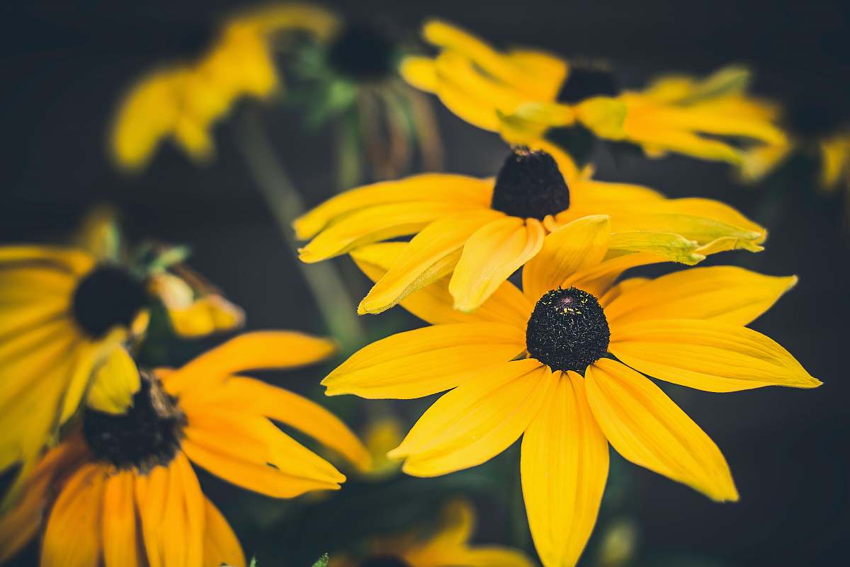 blossom close shot of yellow flowers plant