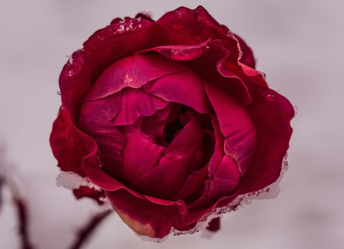 blossom close up photography of red clustered flower flora