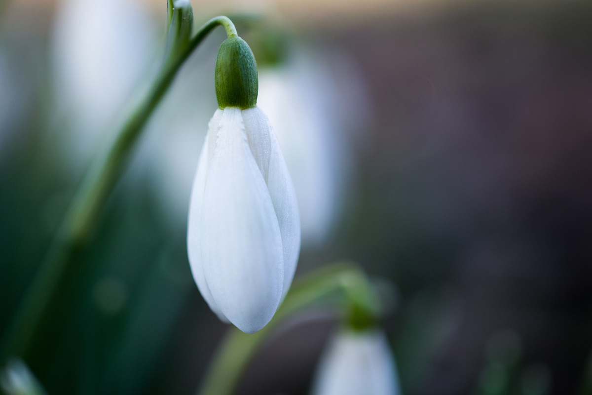 plant close view of unbloom white petaled flower blossom