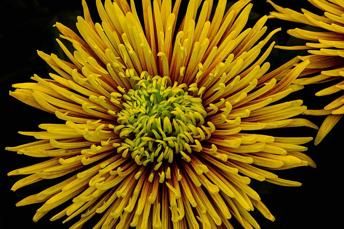 petal focus photo of yellow cluster flower yellow
