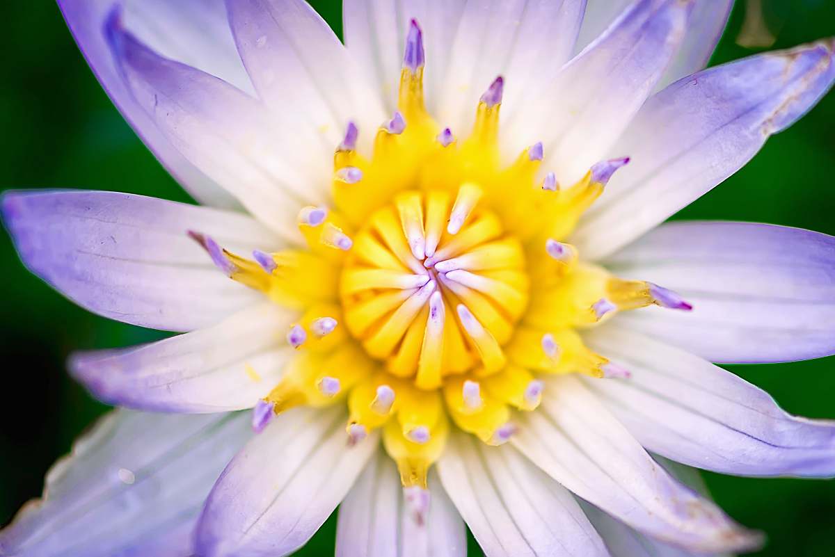 macro macro photo of pink petaled flower yellow