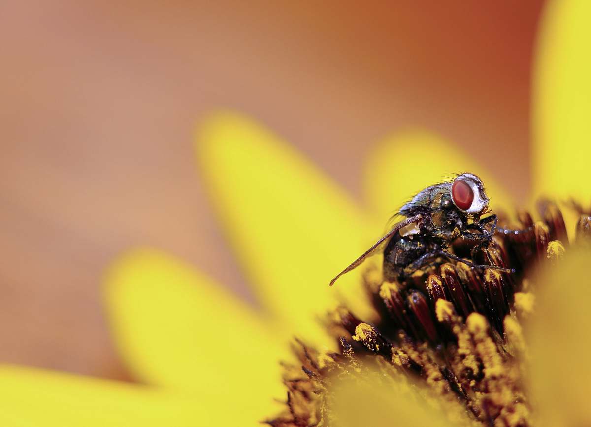 bee macro photography of fly on flower pollen