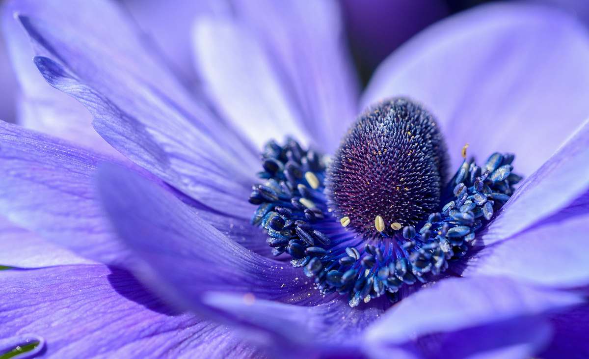 color macro photography of purple petaled flower blue