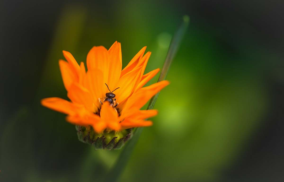 nature orange petaled flower bee
