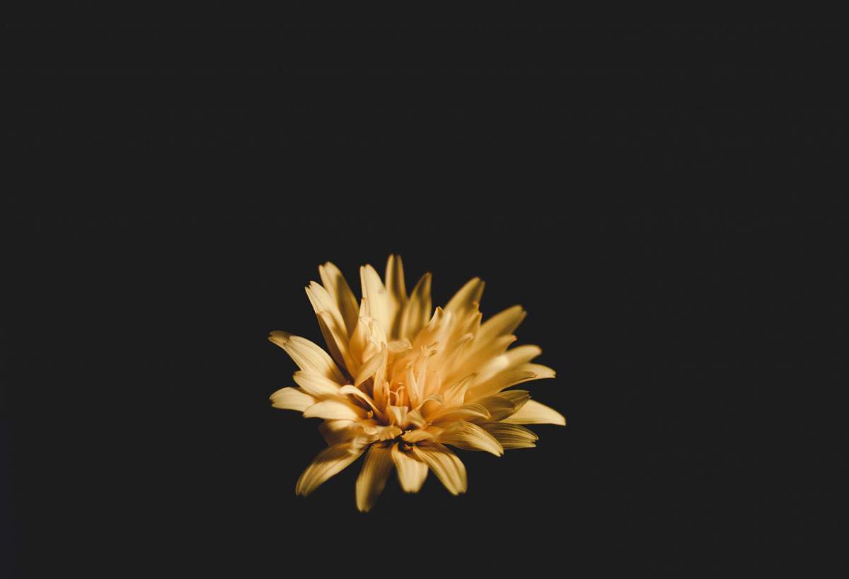 outdoors photo of yellow petaled flower fireworks