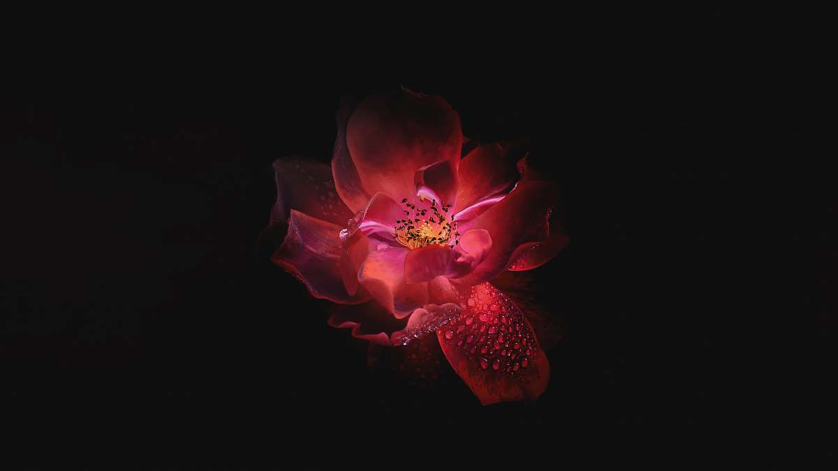 red pink and red flower illustration plant