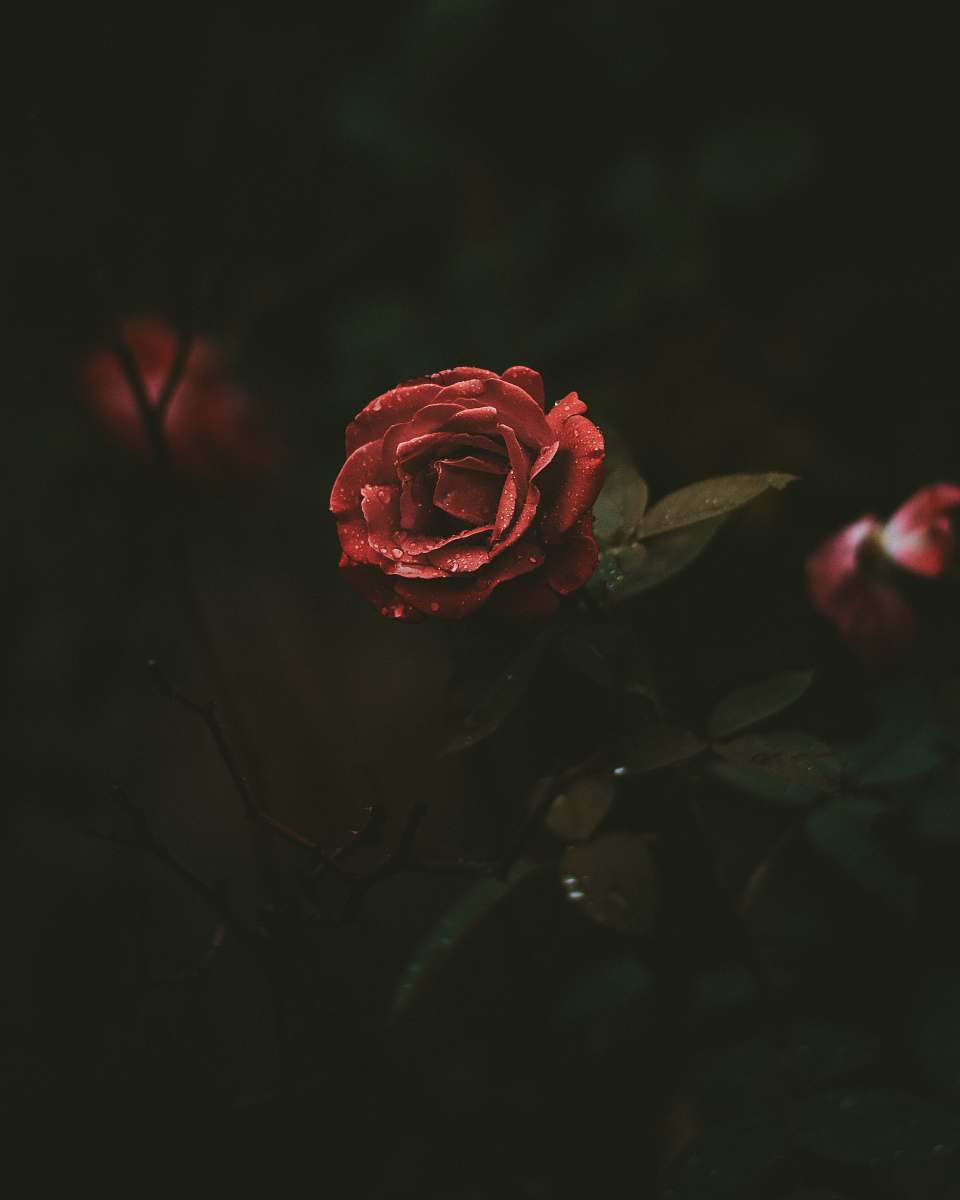 plant selective-focus photography of red rose blooming rose