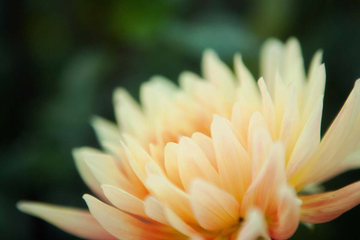 plant selective focus photography of white and yellow petaled flower blossom