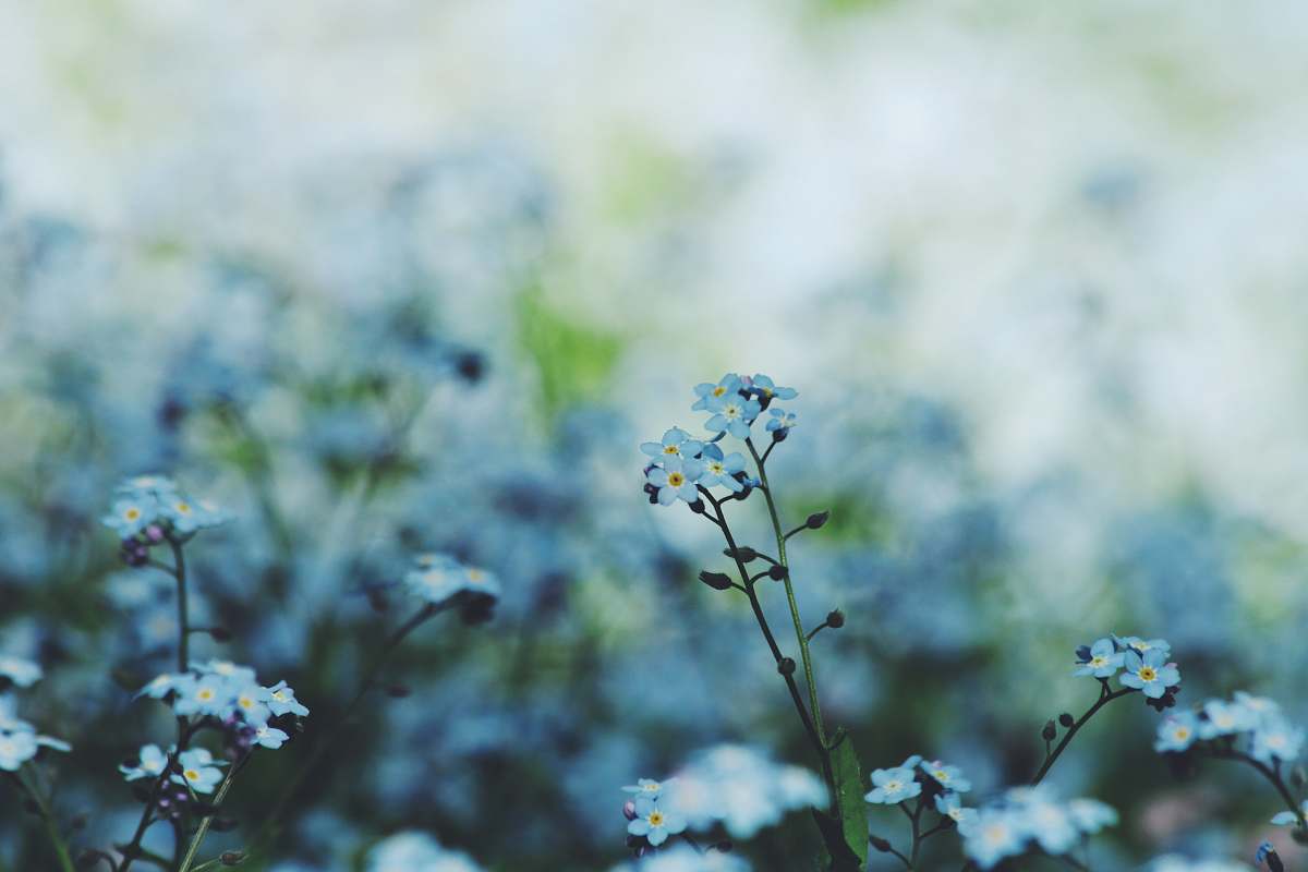 blue selective focus photography of white petaled flowers in bloom nature