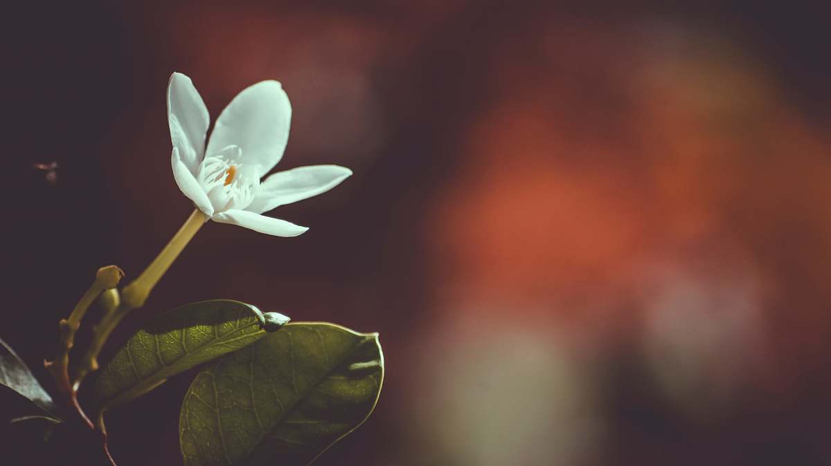 flora shallow focus photography of white flower blossom