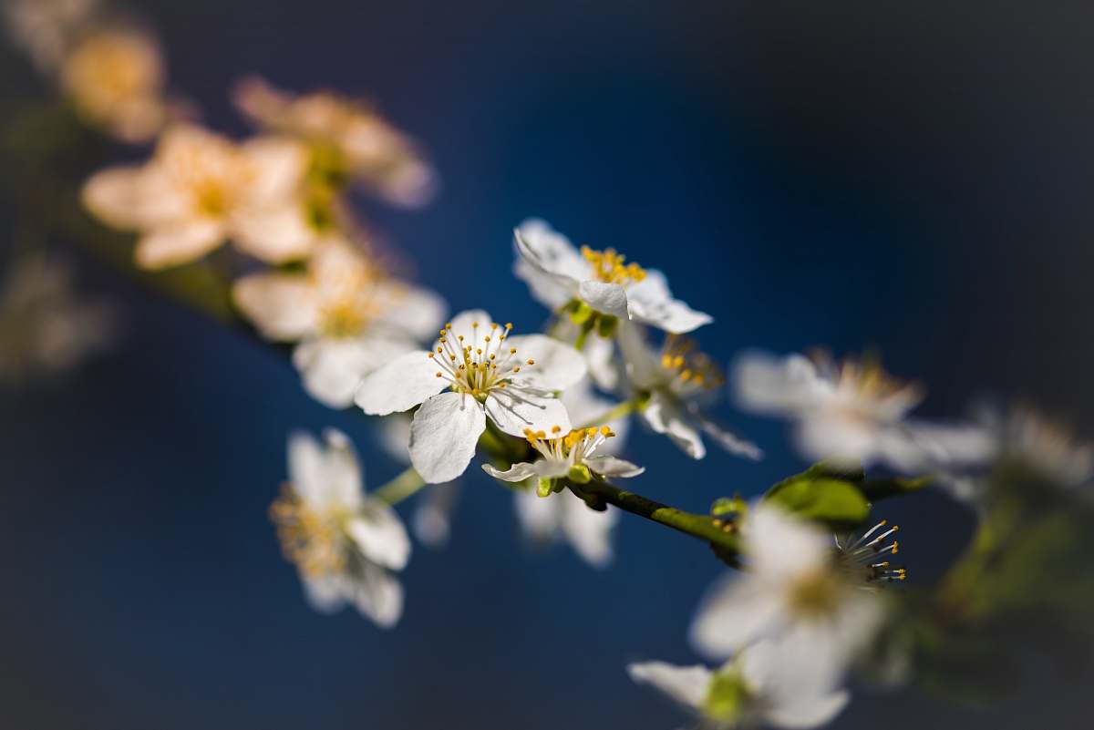 plant shallow focus photography of white petal flower plant with blue background flora