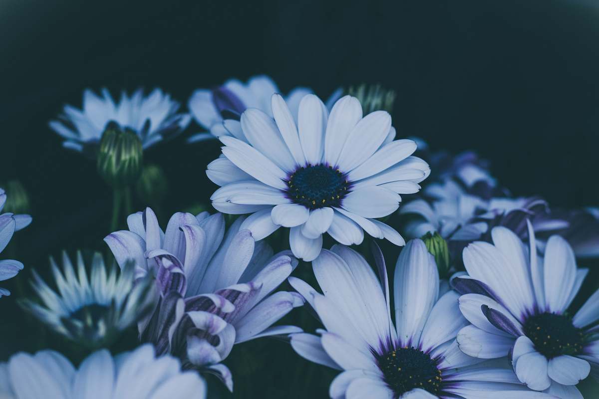 plant white daisy flowers in closeup shot flora