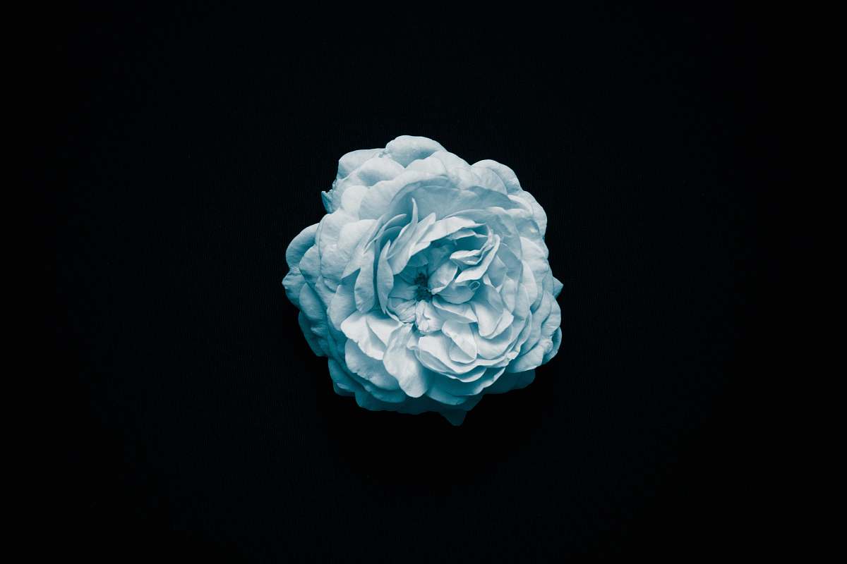 blue white flower black