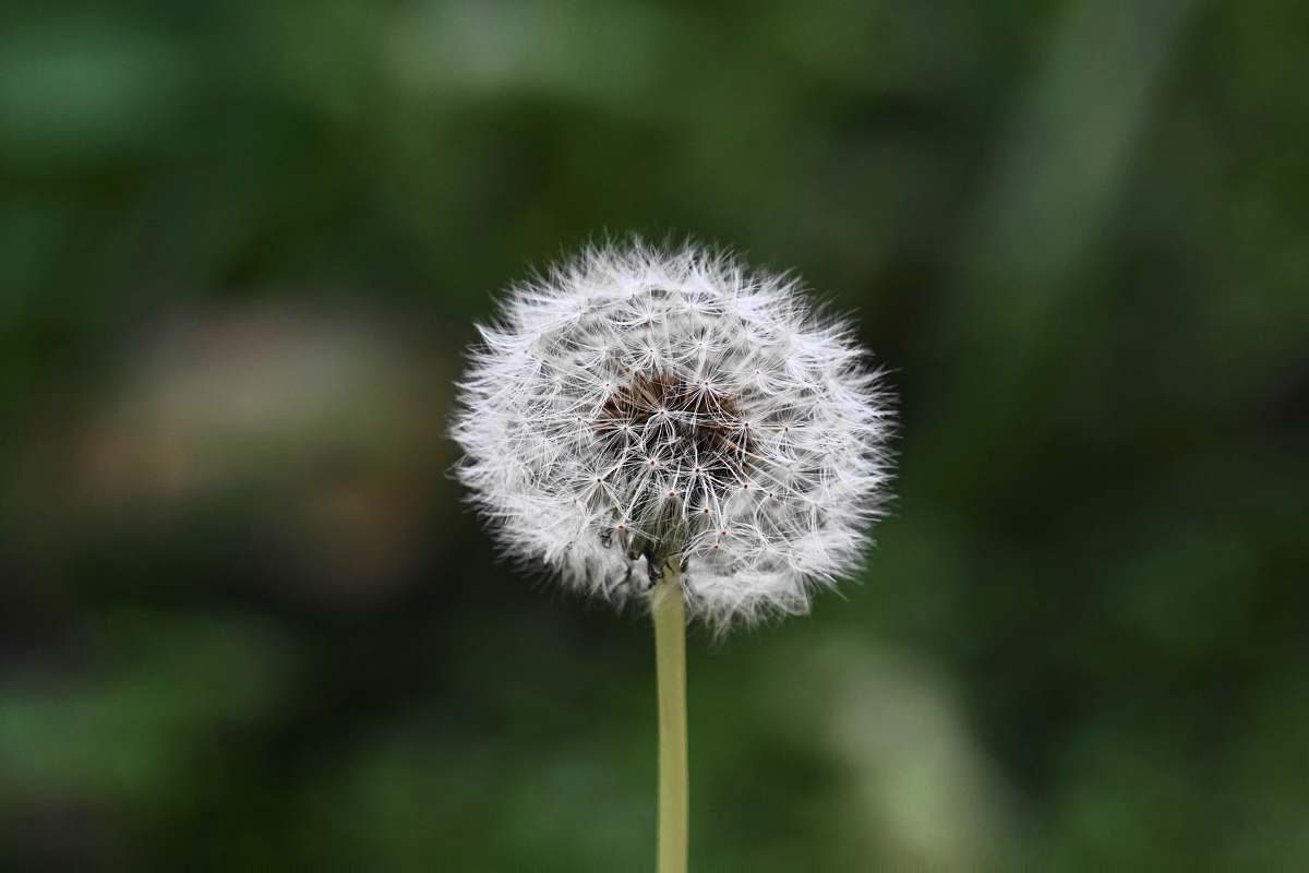 plant white flower dandelion