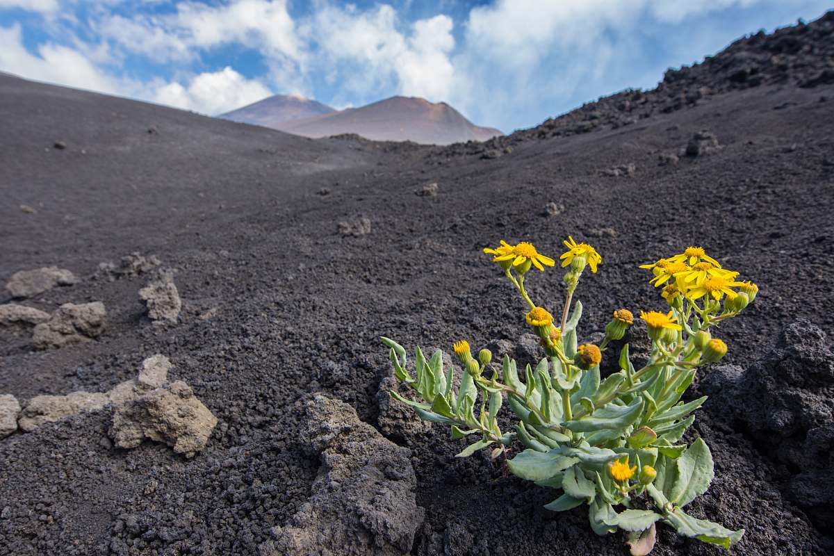 italy yellow petaled flowers on black sand mountain