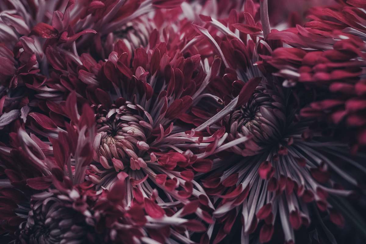 flower selective focus photography of red petaled flowers plant