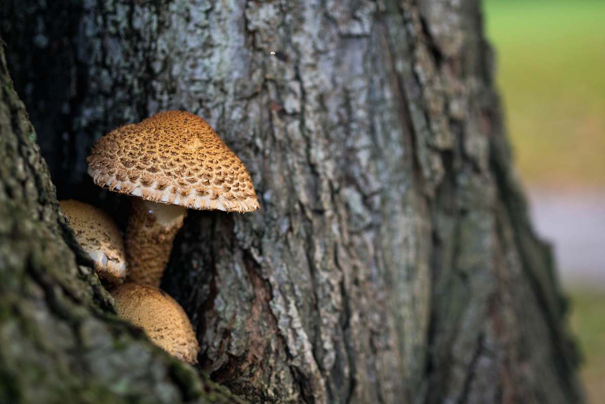 mushroom brown mushroom on tree trunk on selective focus photo funghi