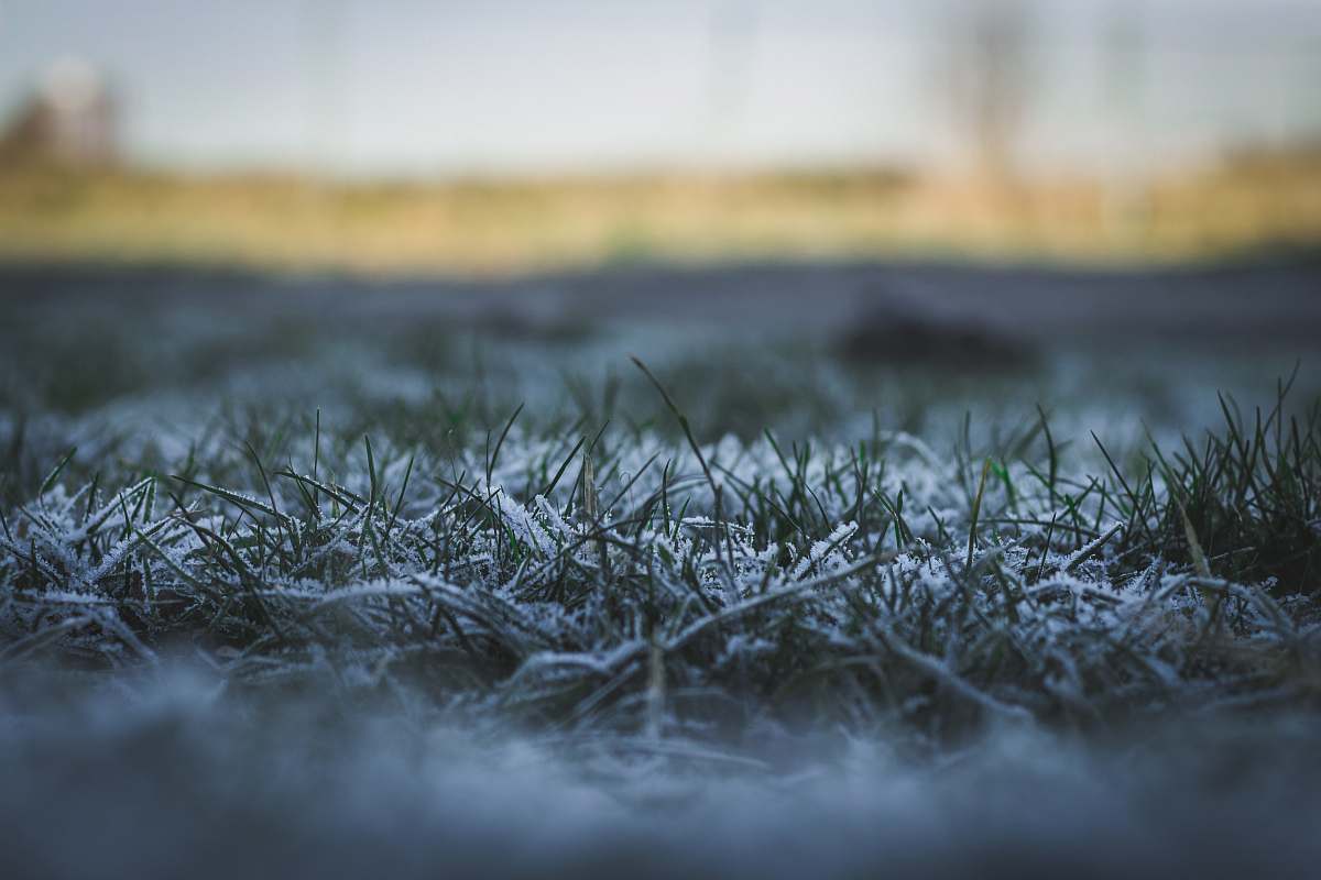 ice snow covered grass plant selective focal photo frost