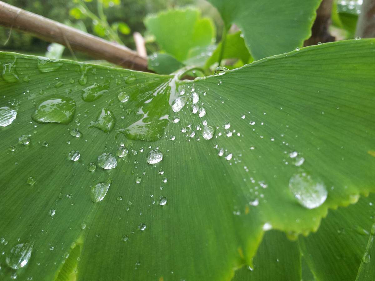 water dew drops on green leaf leaves