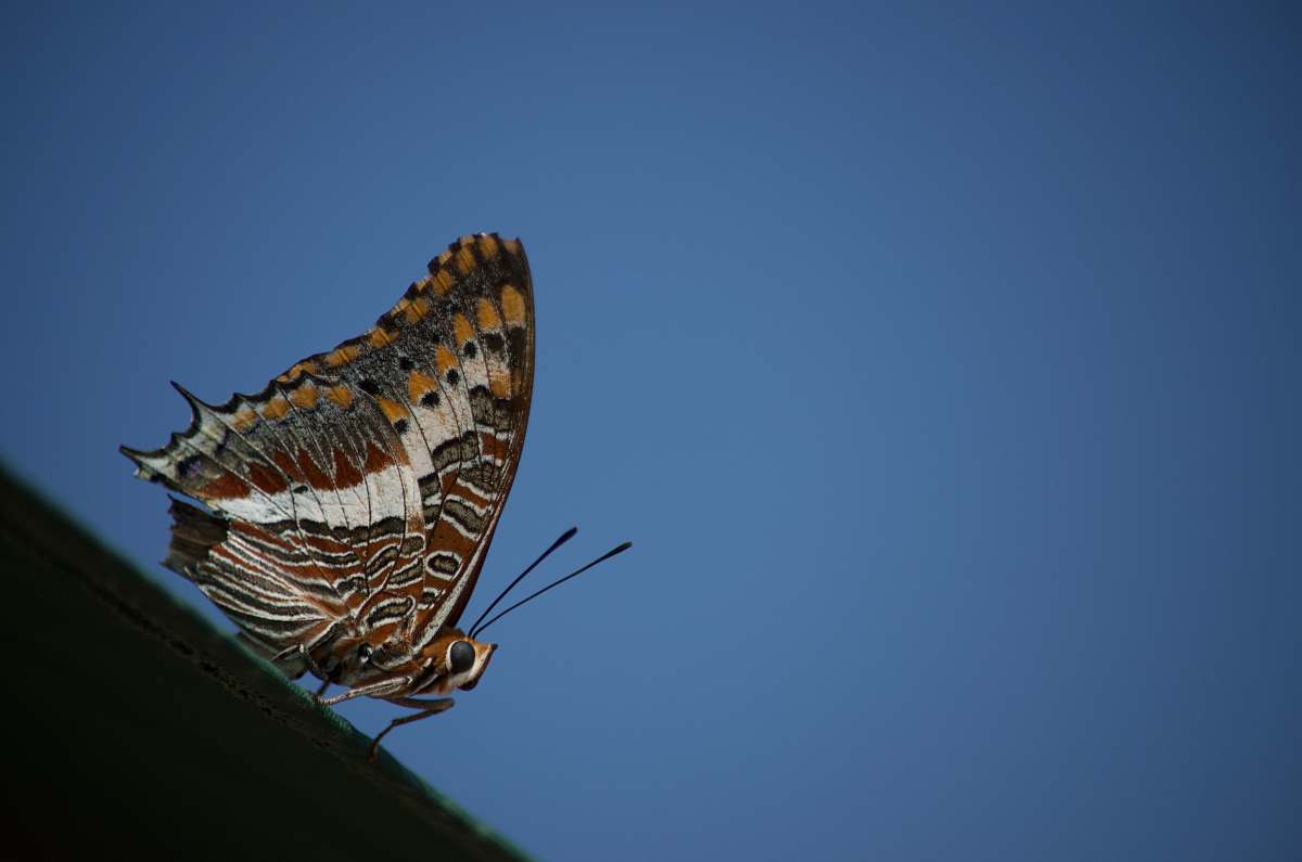 butterfly  blue