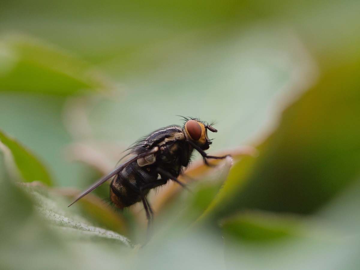fly black and brown fly on green leaf closeup