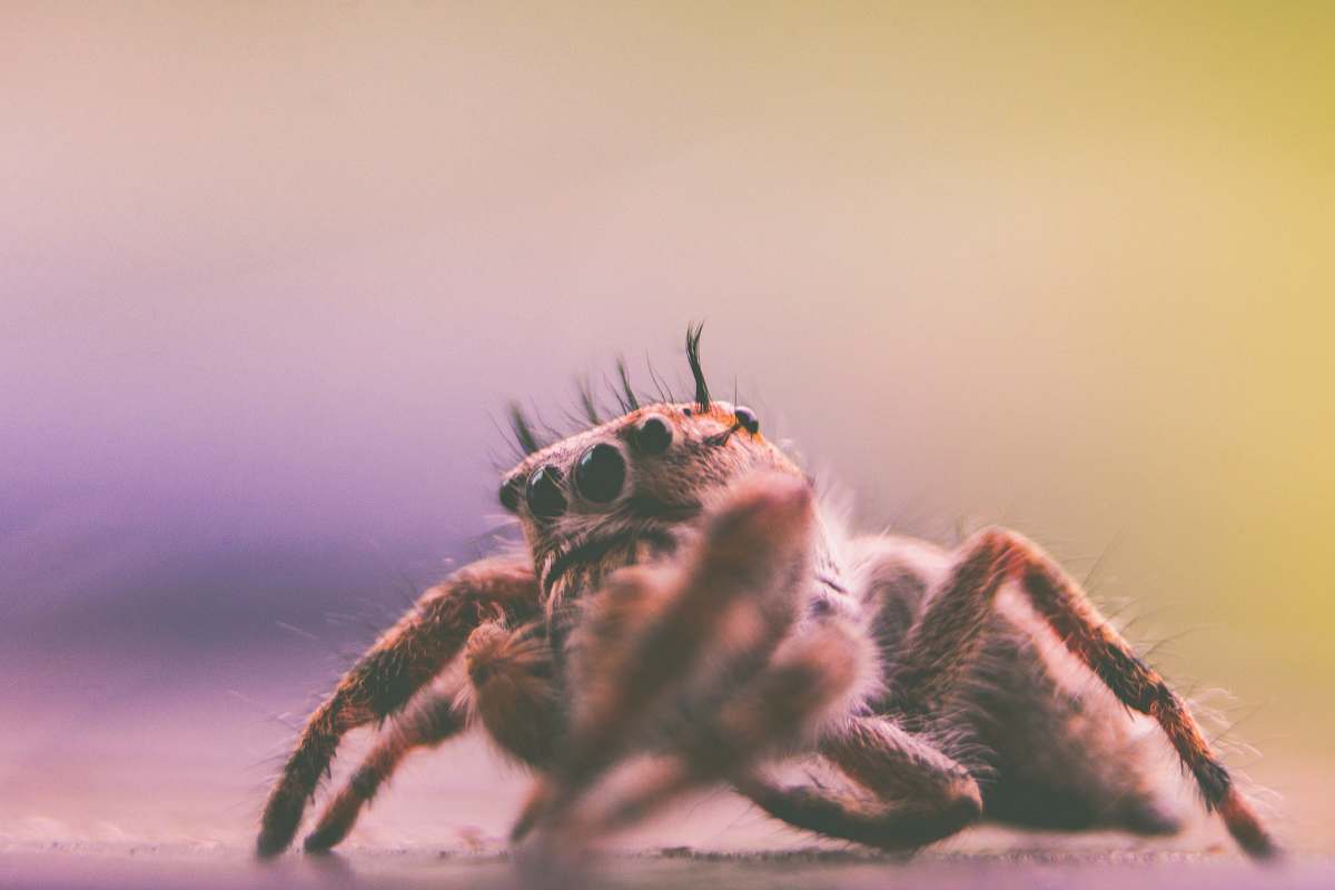 spider depth of field photography of spider arachnid