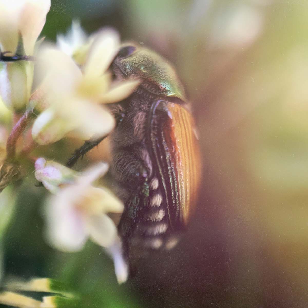 flower green and brown beetle perched on white flowers macro photography bug