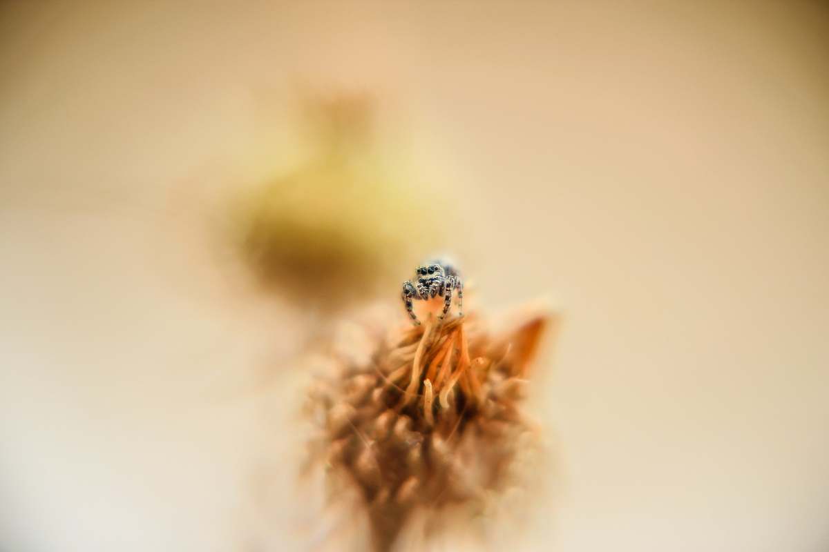 spider selective focus photo of bee perched on flower macro