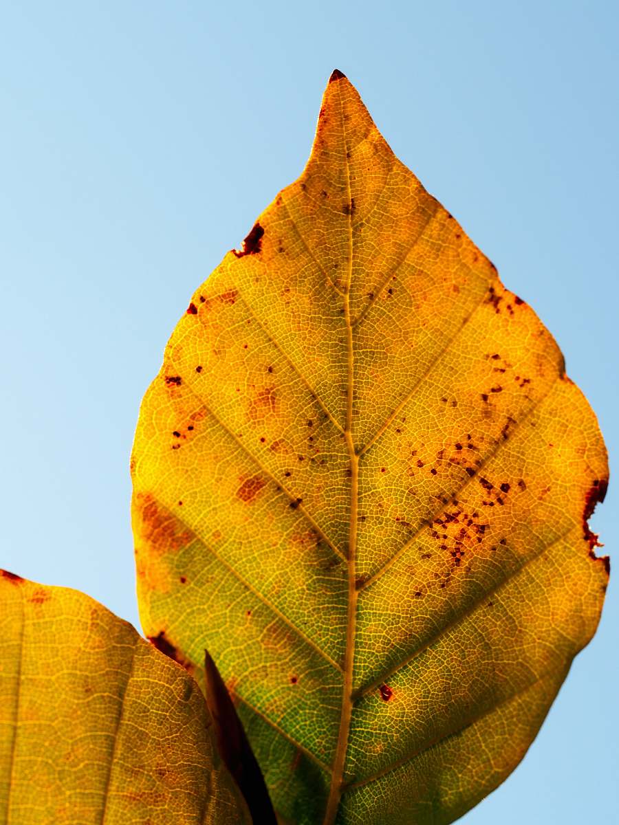 autumn dried leaf fall