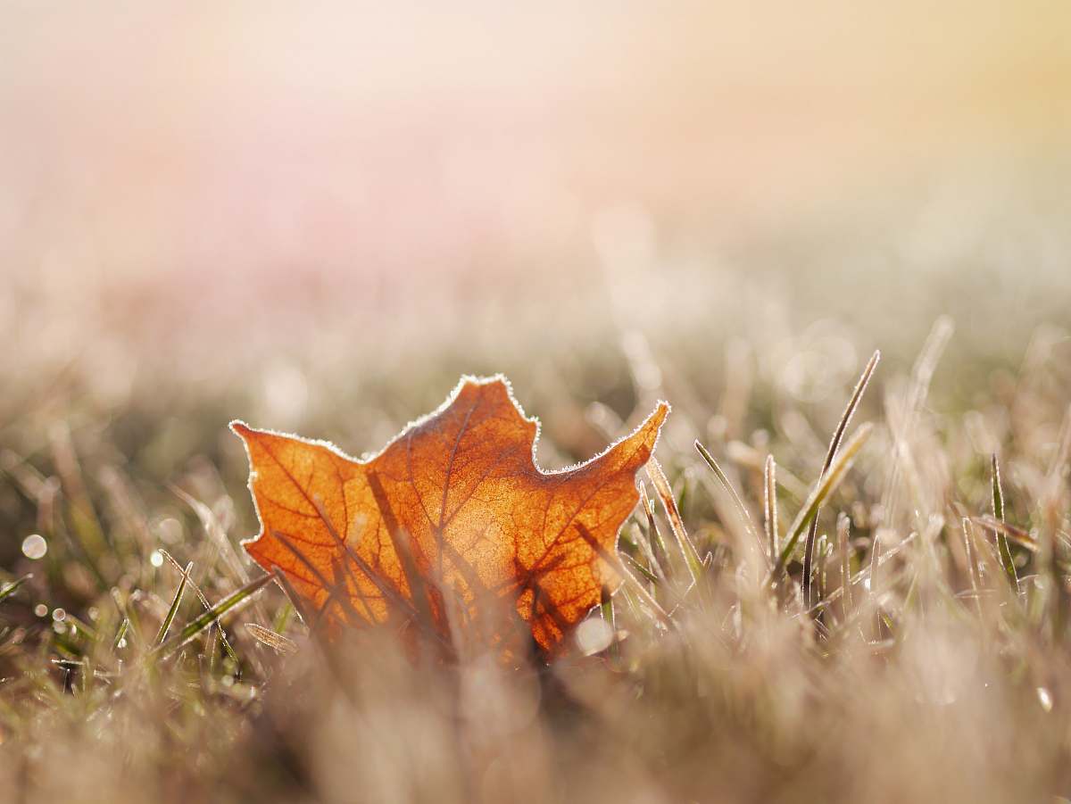 plant dried leaf on grass nature