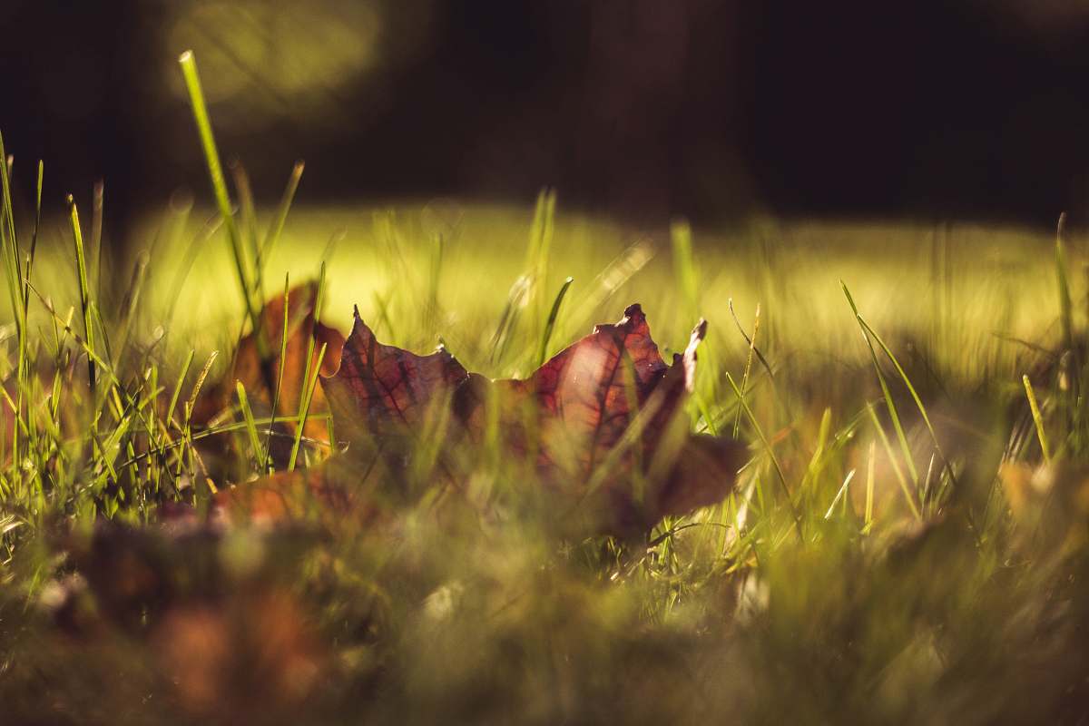 plant low-angle of dried leaf on grass grass