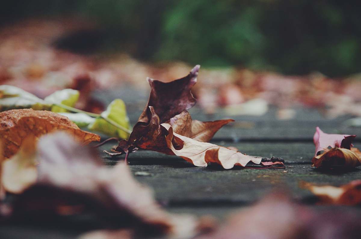 macro closeup photo of brown leaf leaf