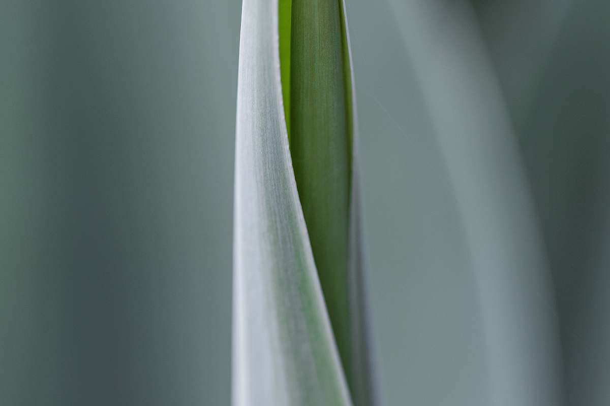 leaf selective focus photograph of green leaf flower