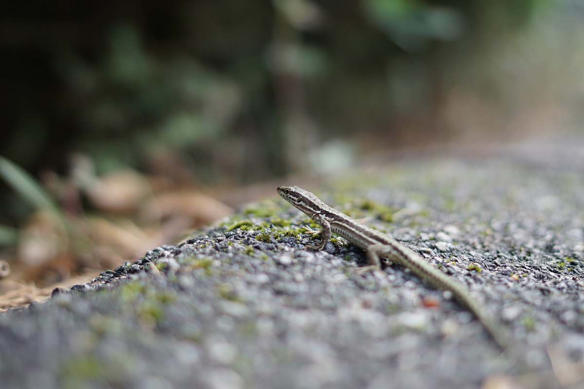 macro gray lizard on gray surface reptile