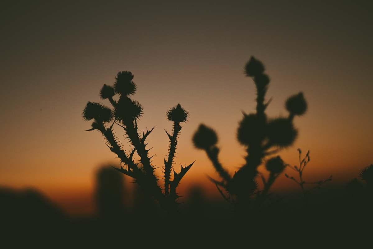 plant bokeh photography of plant silhouette