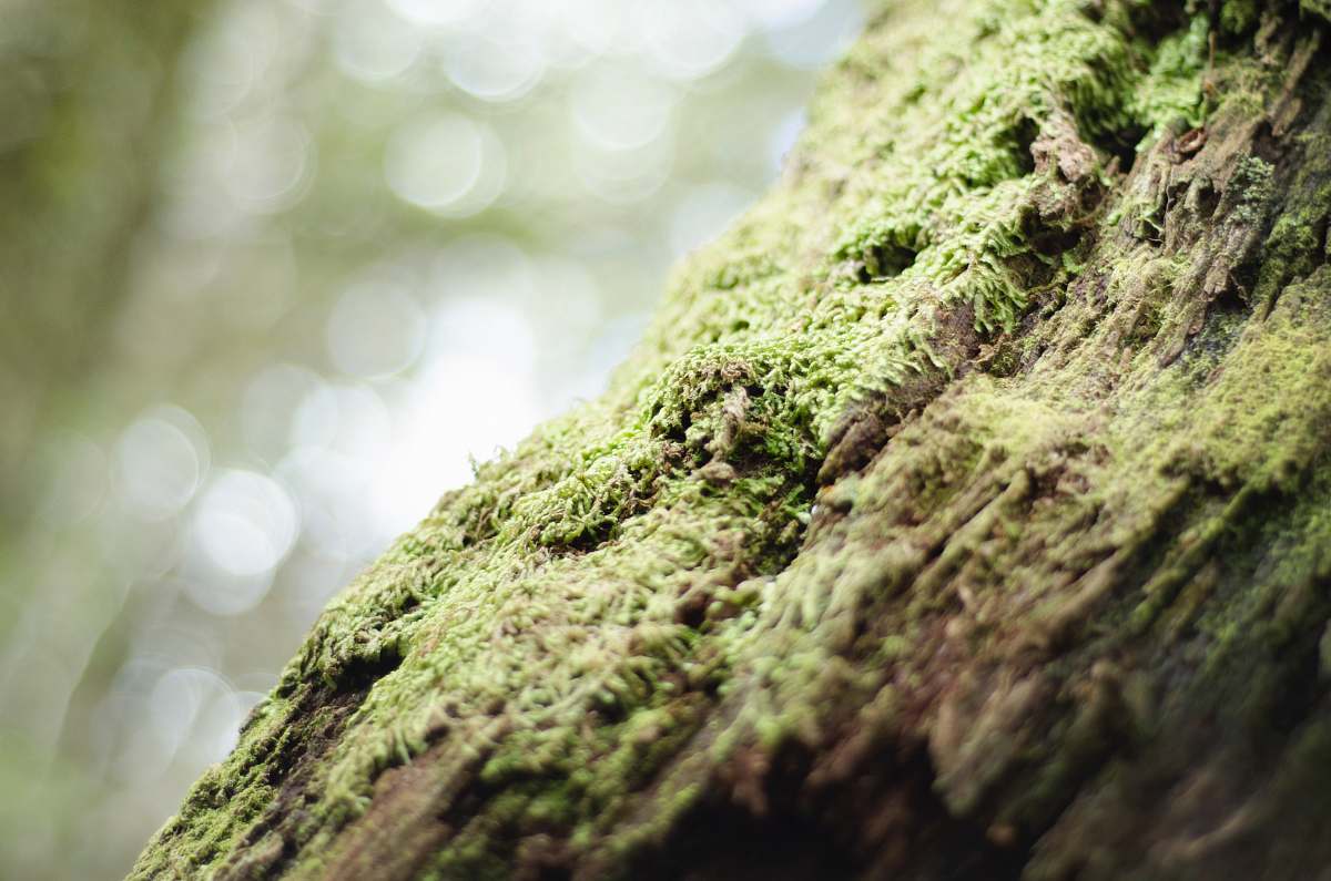moss green moss on wood tree