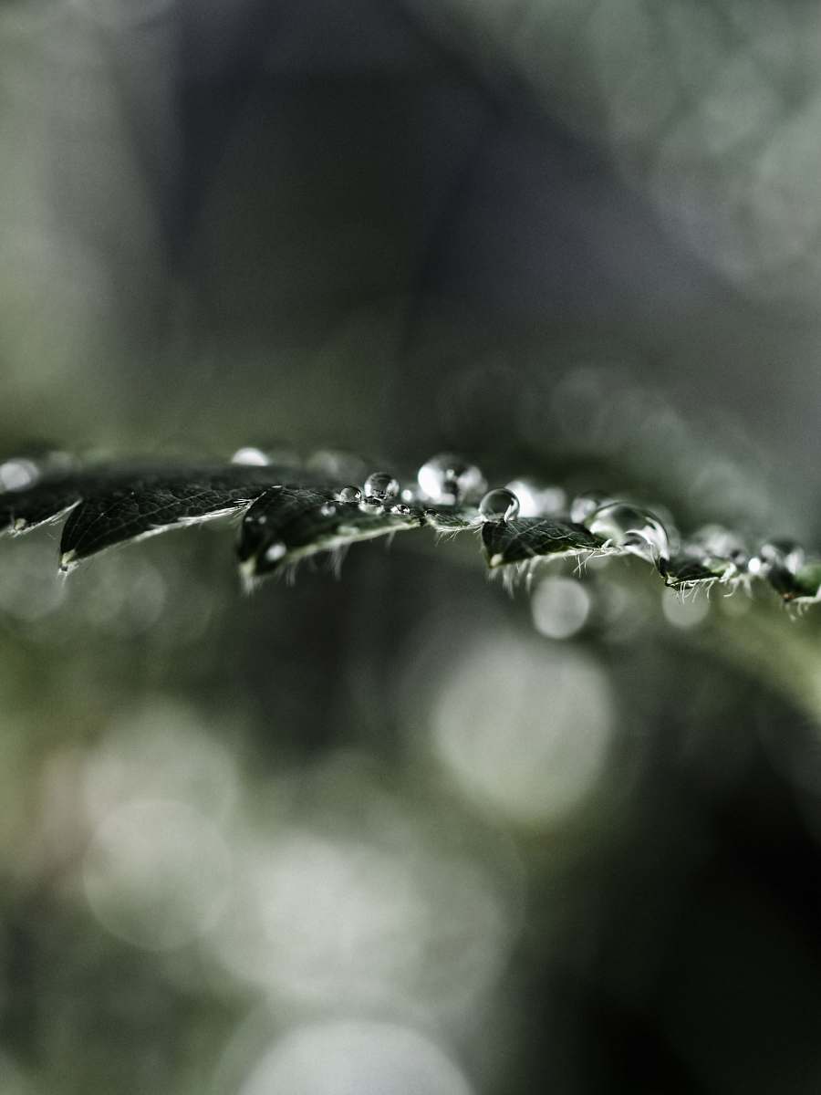 droplet selective focused photo of a watery leaf water