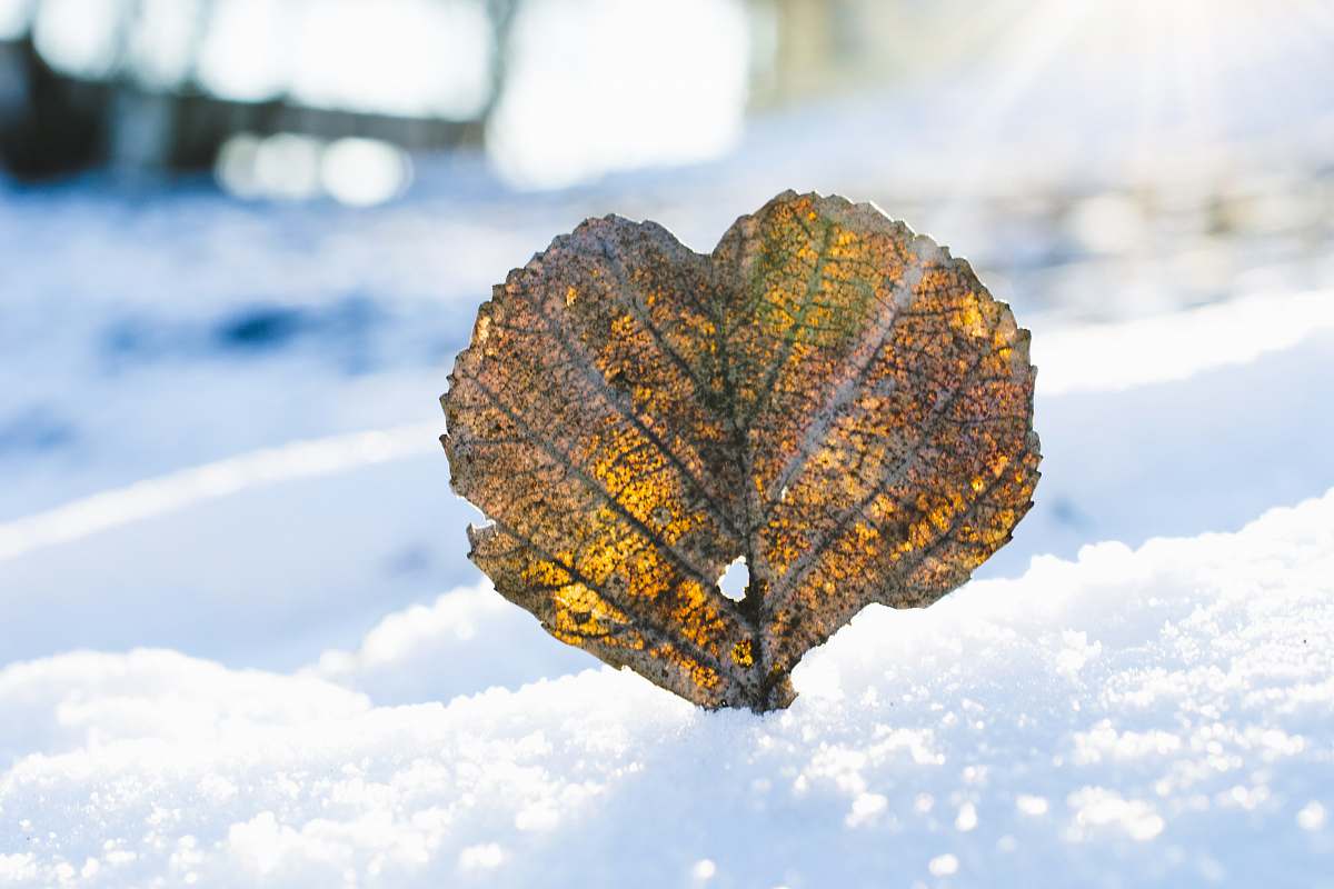 leaf shallow focus photo of yellow leaf latvia