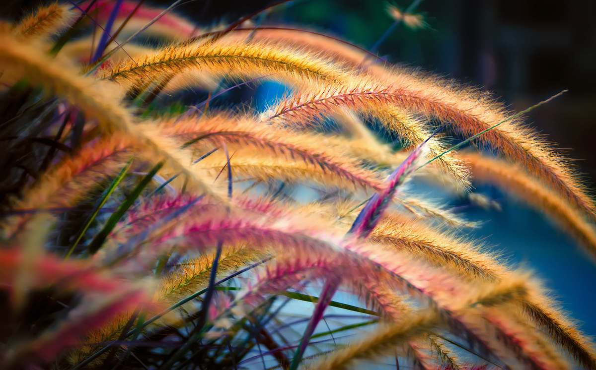 grass  macro